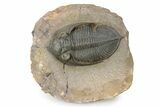 Gorgeous Zlichovaspis Trilobite - Orange Eyes #301714-1